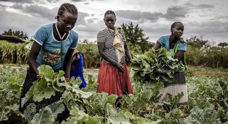 Farm clearance and family